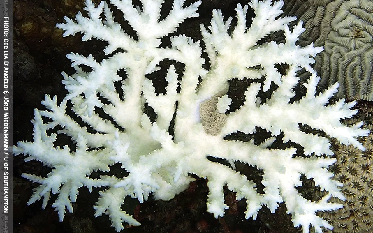 石芝珊瑚（ Fungiidae ）的分类、生活史及其生物地理研究进展