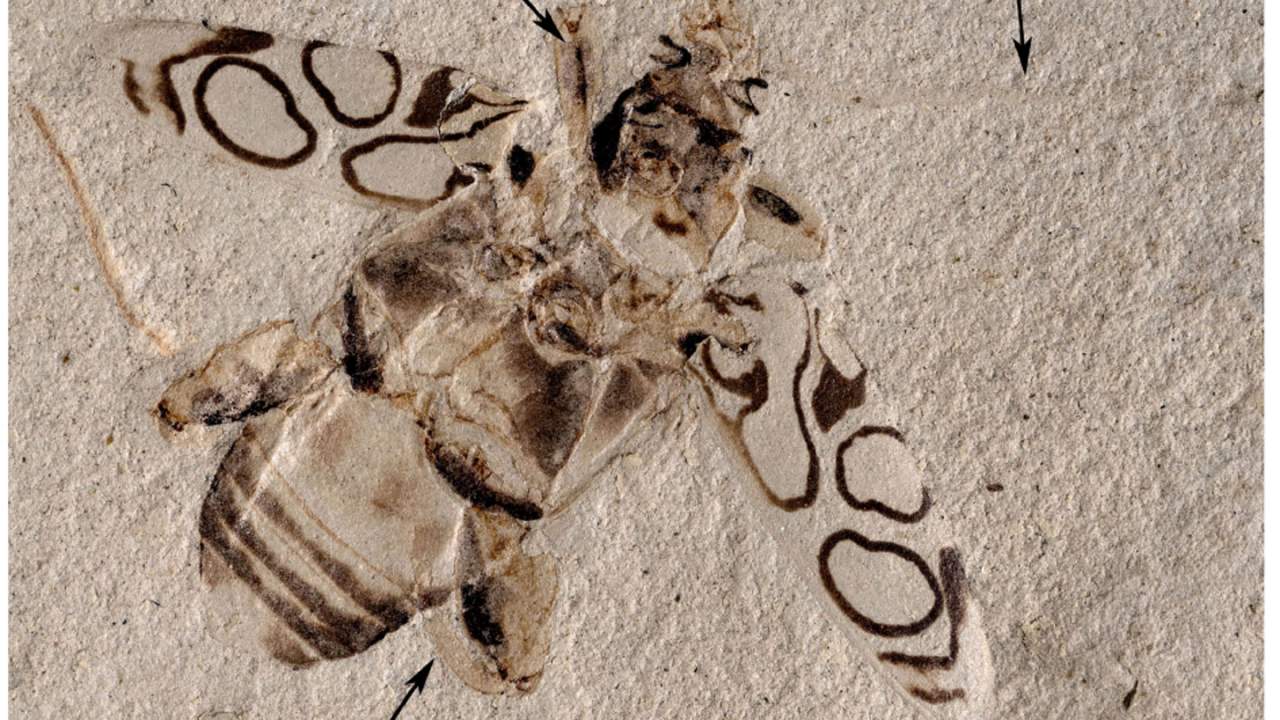 26年間放置されていた化石が新種の甲虫と判明 デンバー自然科学博物館で Slashgear Japan